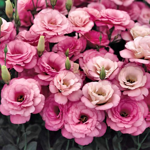 Florenza™ - Eustoma Thornless Rose Seeds for Vibrant Blooms in 12 Days (50% Off) - Evesbury