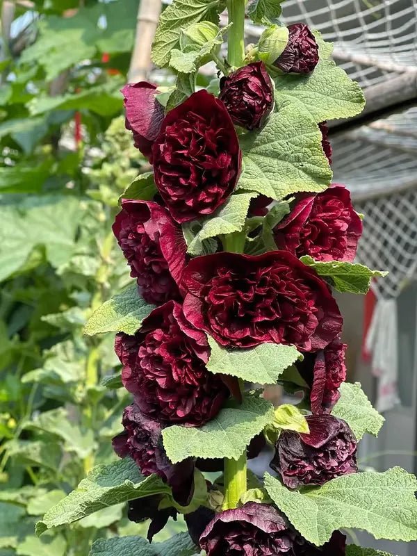 Florenza™ - Double - flowered Hollyhock Seeds (50% Off) - Evesbury