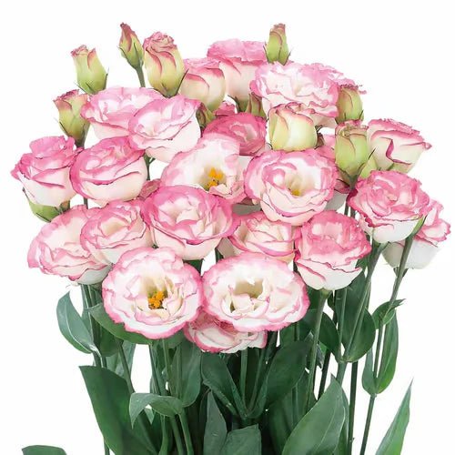 Florenza™ - Eustoma Thornless Rose Seeds for Vibrant Blooms in 12 Days (50% Off) - Evesbury