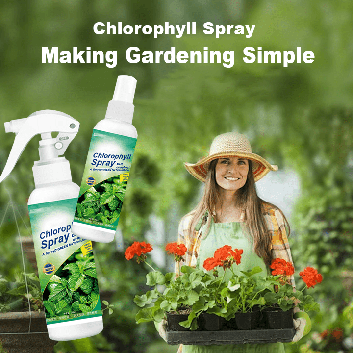 KISSHI™ - Chlorophyll Spray ACE 2 (1+1 Free) - Evesbury