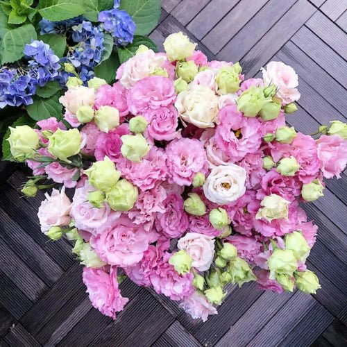 Florenza™ - Eustoma Thornless Rose Seeds for Vibrant Blooms in 12 Days (50% Off) - Evesbury