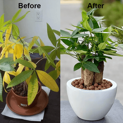 KISSHI™ - Chlorophyll Spray ACE 2 (1+1 Free) - Evesbury