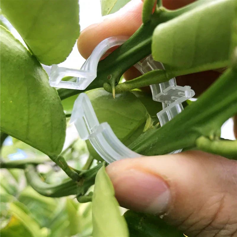 Evergrow™ - 100 Plant Support Clips for Grafting & Fixing (50% Off) - Evesbury