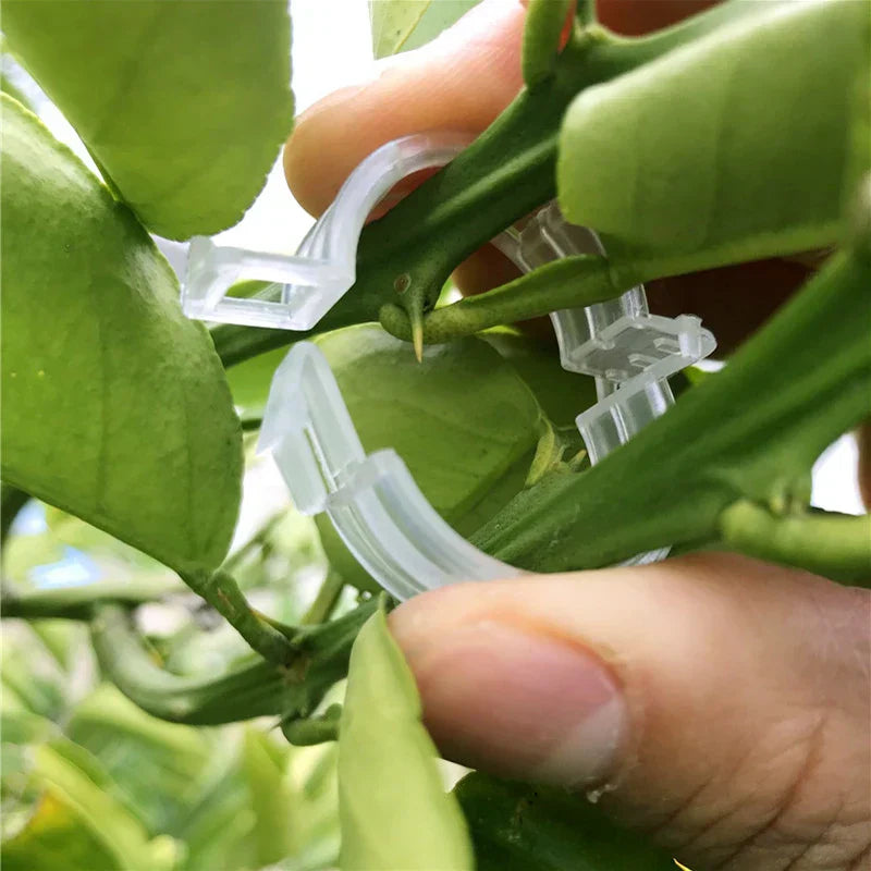 Evergrow™ - 100 Plant Support Clips for Grafting & Fixing (50% Off)