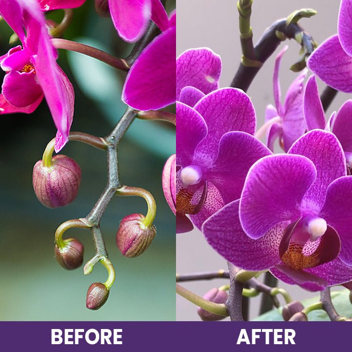 LIMETOW™ Orchid Plus Bloom Booster (1+1 Free) - Evesbury