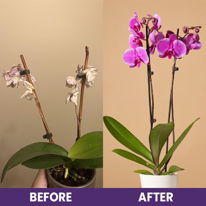 LIMETOW™ Orchid Plus Bloom Booster (1+1 Free) - Evesbury