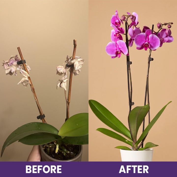 LIMETOW™ Orchid Plus Bloom Booster (1+1 Free)