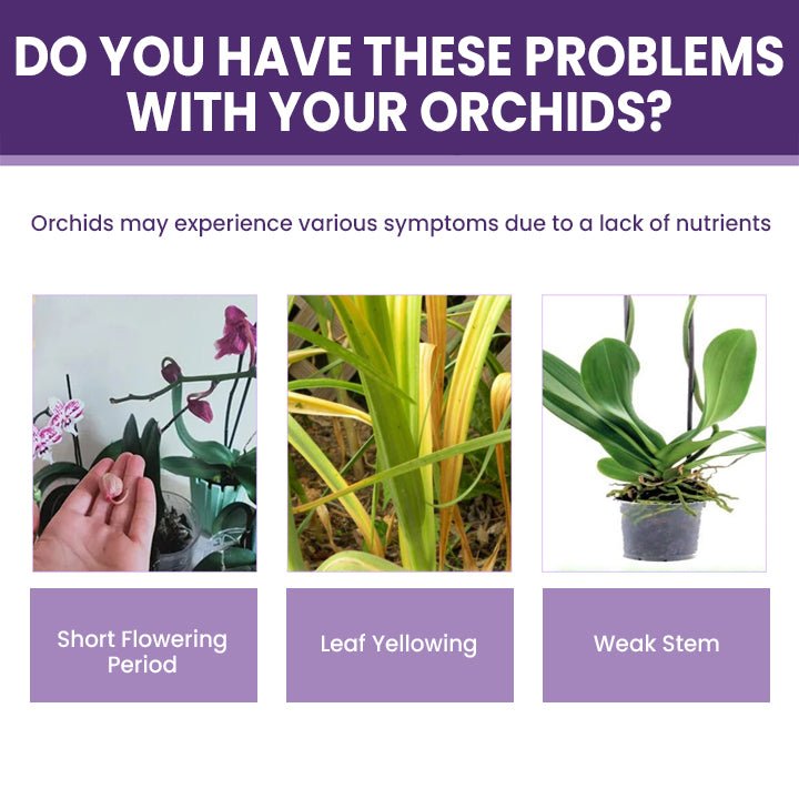 LIMETOW™ Orchid Plus Bloom Booster (1+1 Free) - Evesbury