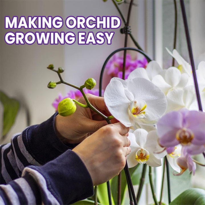 LIMETOW™ Orchid Plus Bloom Booster (1+1 Free) - Evesbury