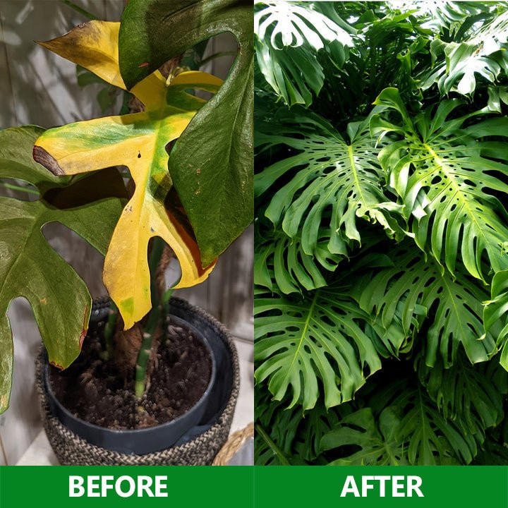 LIMETOW™ - Slow - Release Plant Fertilizer Sticks (1+1 Free) - Evesbury