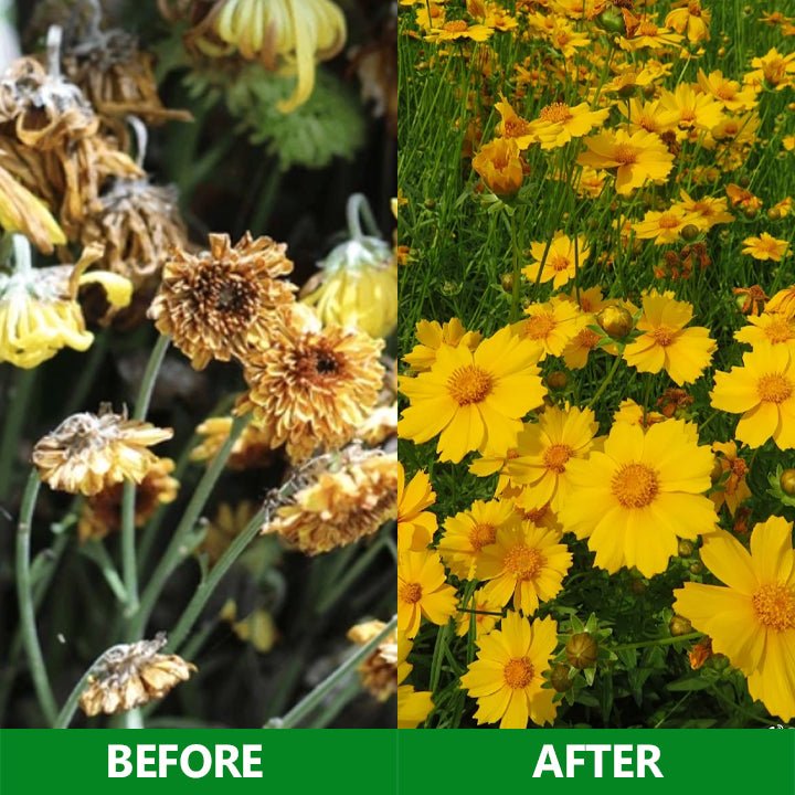 LIMETOW™ - Slow - Release Plant Fertilizer Sticks (1+1 Free) - Evesbury