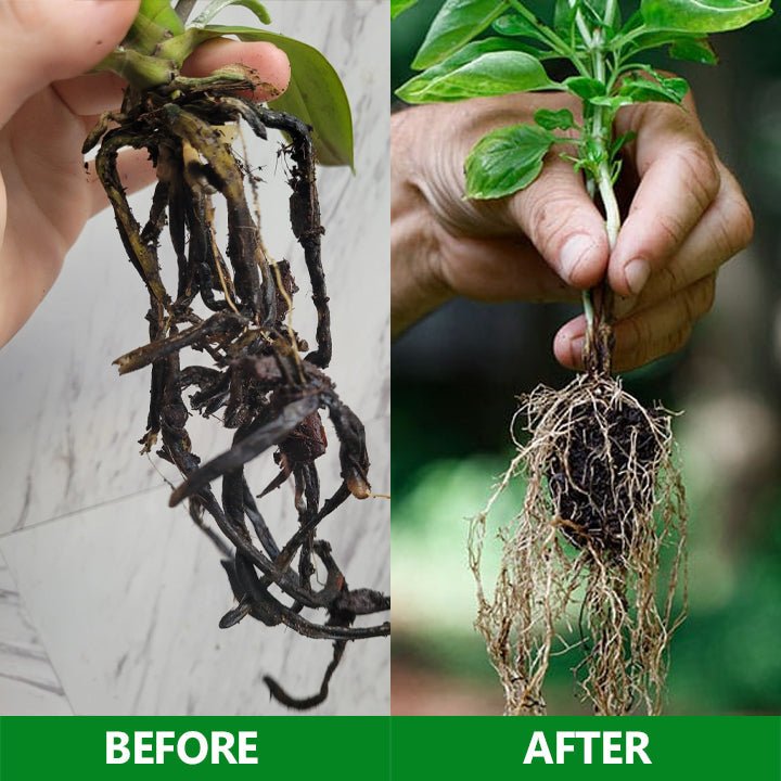 LIMETOW™ - Slow - Release Plant Fertilizer Sticks (1+1 Free) - Evesbury