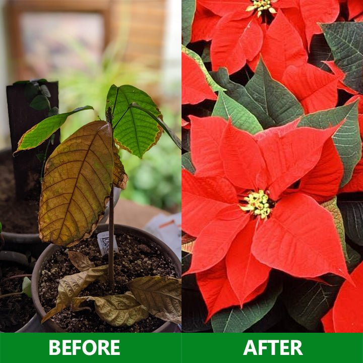 LIMETOW™ - Slow - Release Plant Fertilizer Sticks (1+1 Free) - Evesbury
