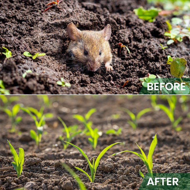LIMETOW™ - Rat Repellent Cream for Gardeners (1+1 Free) - Evesbury
