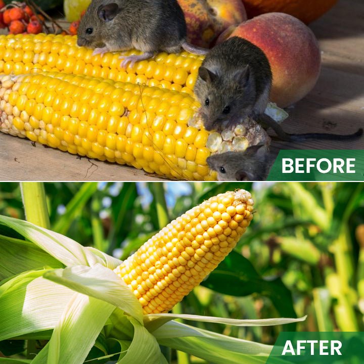 LIMETOW™ - Rat Repellent Cream for Gardeners (1+1 Free) - Evesbury