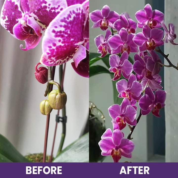 LIMETOW™ Orchid Plus Bloom Booster (1+1 Free) - Evesbury