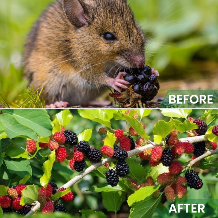 LIMETOW™ - Rat Repellent Cream for Gardeners (1+1 Free) - Evesbury