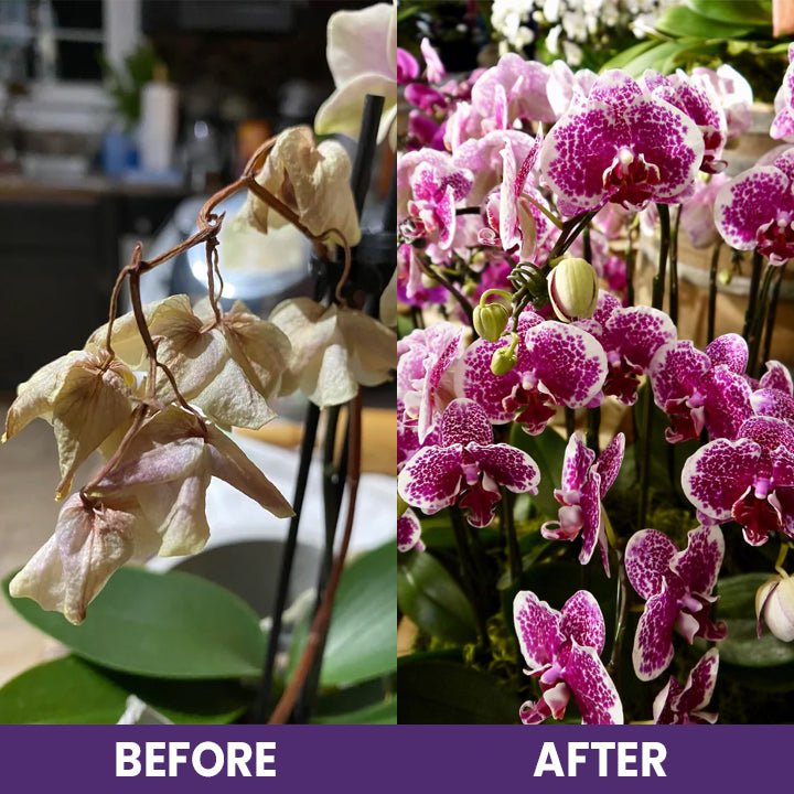 LIMETOW™ Orchid Plus Bloom Booster (1+1 Free) - Evesbury