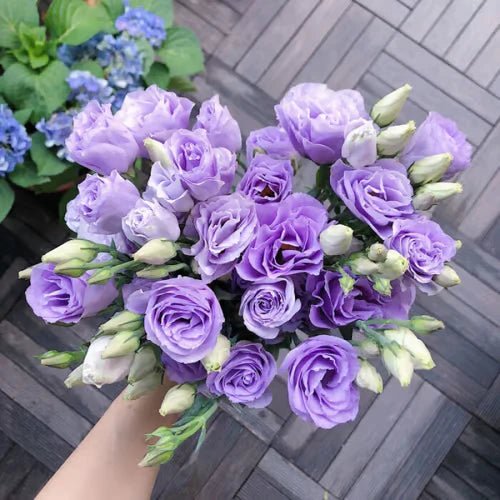 Florenza™ - Eustoma Thornless Rose Seeds for Vibrant Blooms in 12 Days (50% Off) - Evesbury