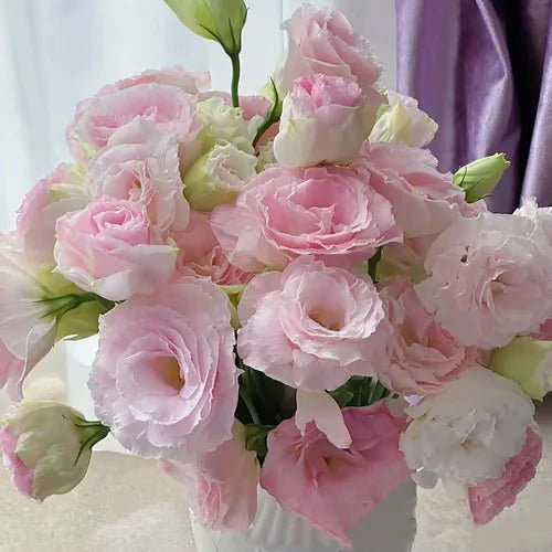 Florenza™ - Eustoma Thornless Rose Seeds for Vibrant Blooms in 12 Days (50% Off) - Evesbury