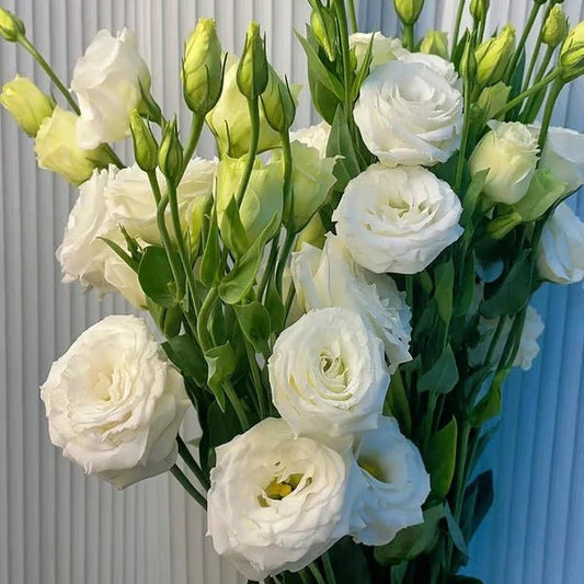 Florenza™ - Eustoma Thornless Rose Seeds for Vibrant Blooms in 12 Days (50% Off) - Evesbury